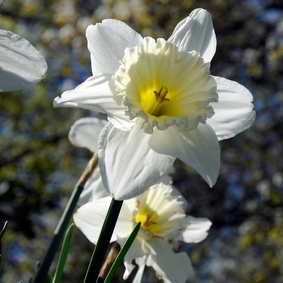 Spring 2024 Flowering Bulbs - ORGANIC BULBS